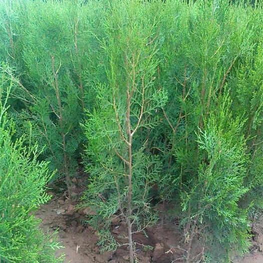 沭阳县侧柏  扁柏头发树苗松柏树籽树苗庭院绿化荒山造林清明绿化苗木刺柏