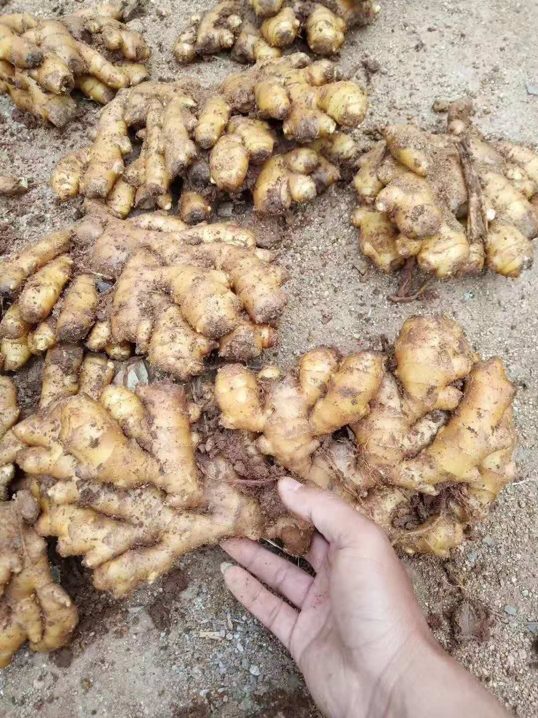 河南大黄姜 小黄姜 姜母等大量批发 电商 市场 商超全国发货
