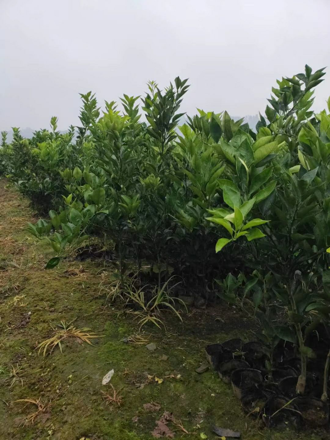 纽荷尔脐橙苗  纽荷尔脐橙营养杯苗，裸根苗假一赔十热销中