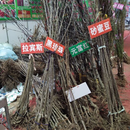 烟台白玉樱桃苗  樱桃苗木