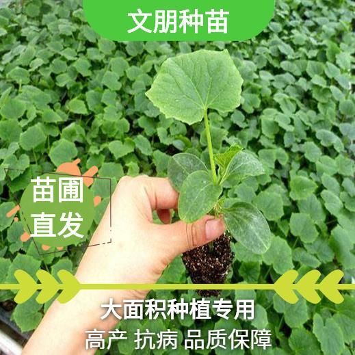 莘县黄瓜种苗 本苗场有现苗，圣女果苗子有机菜花苗，甘蓝苗，正在接单