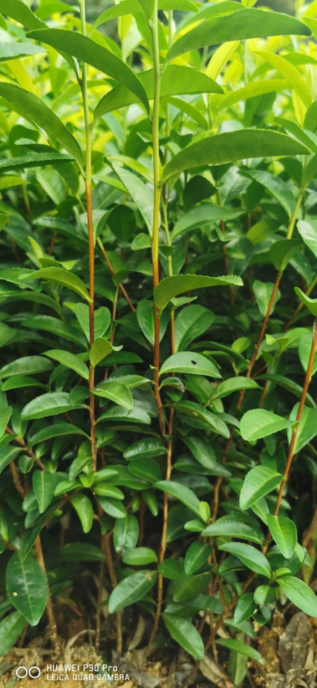 茶树苗  今年的网红茶苗，金香玉茶苗