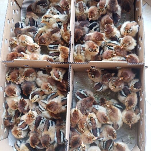 南宁土鸡苗 大量出售各种鸡苗  价格优惠  品质保证