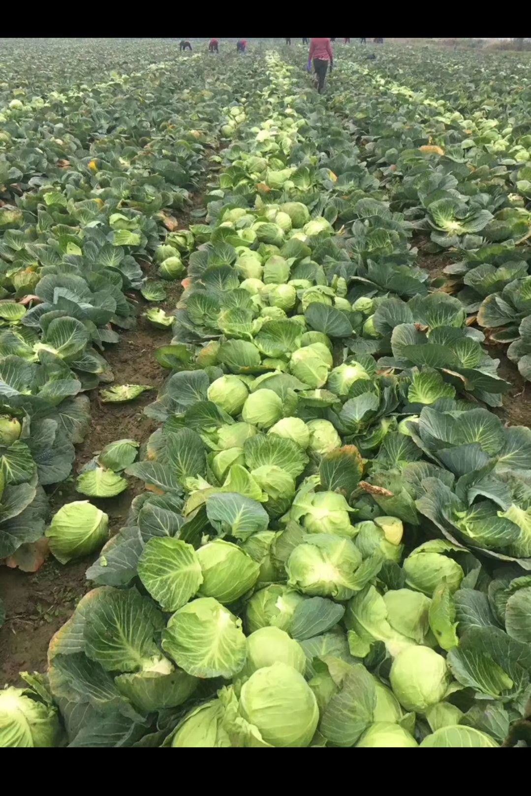 圆包菜  良田基地圆甘蓝，质优价廉大量供应