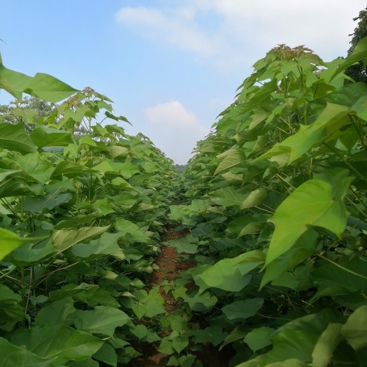太康县金丝楸