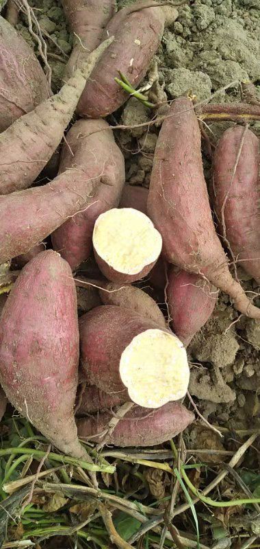 陆丰市红心红薯 全年供应红薯加工薯，原地通货济薯26三两通天货