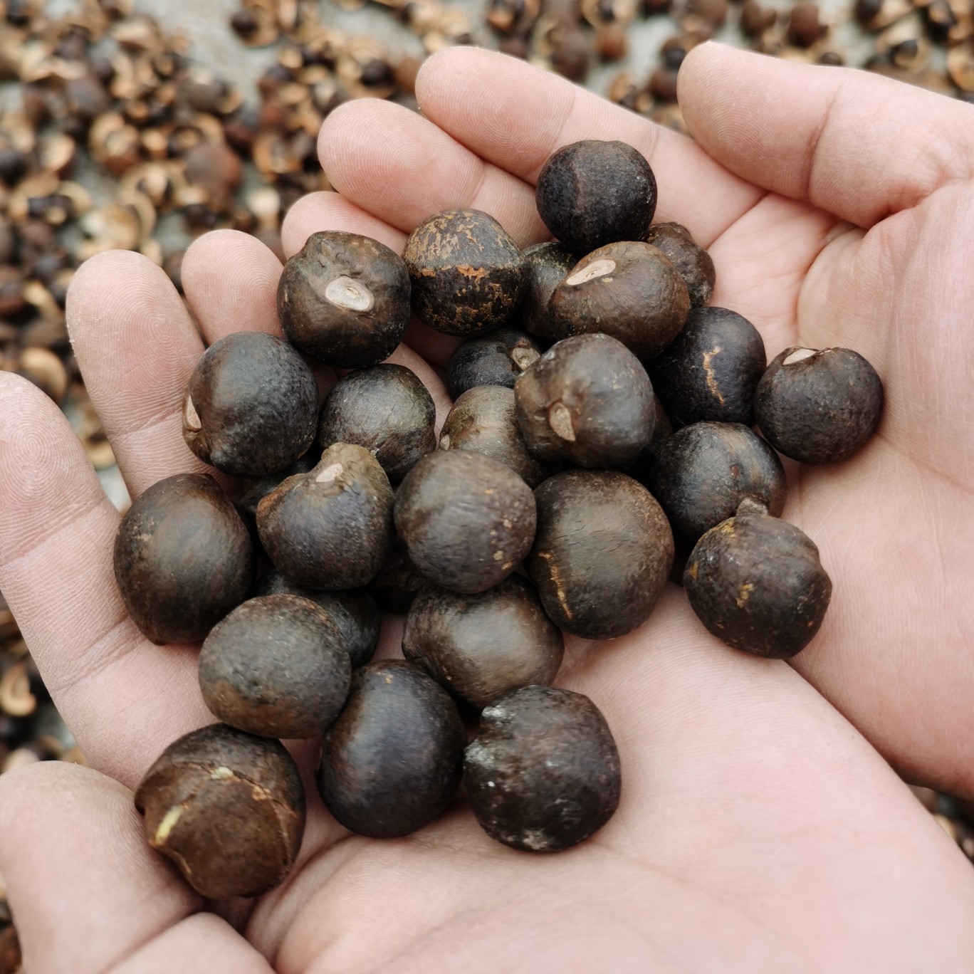 干油茶籽茶籽