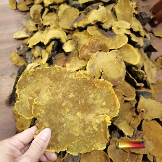 西藏桑黄灵芝 一手货源