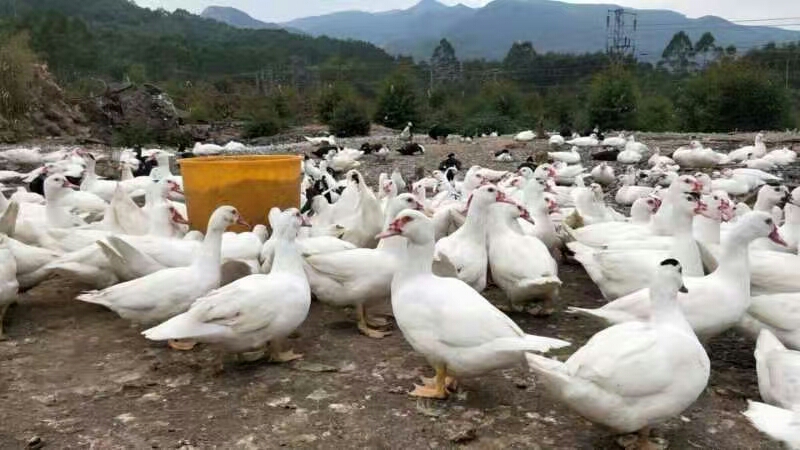 番鸭 170多天白番母