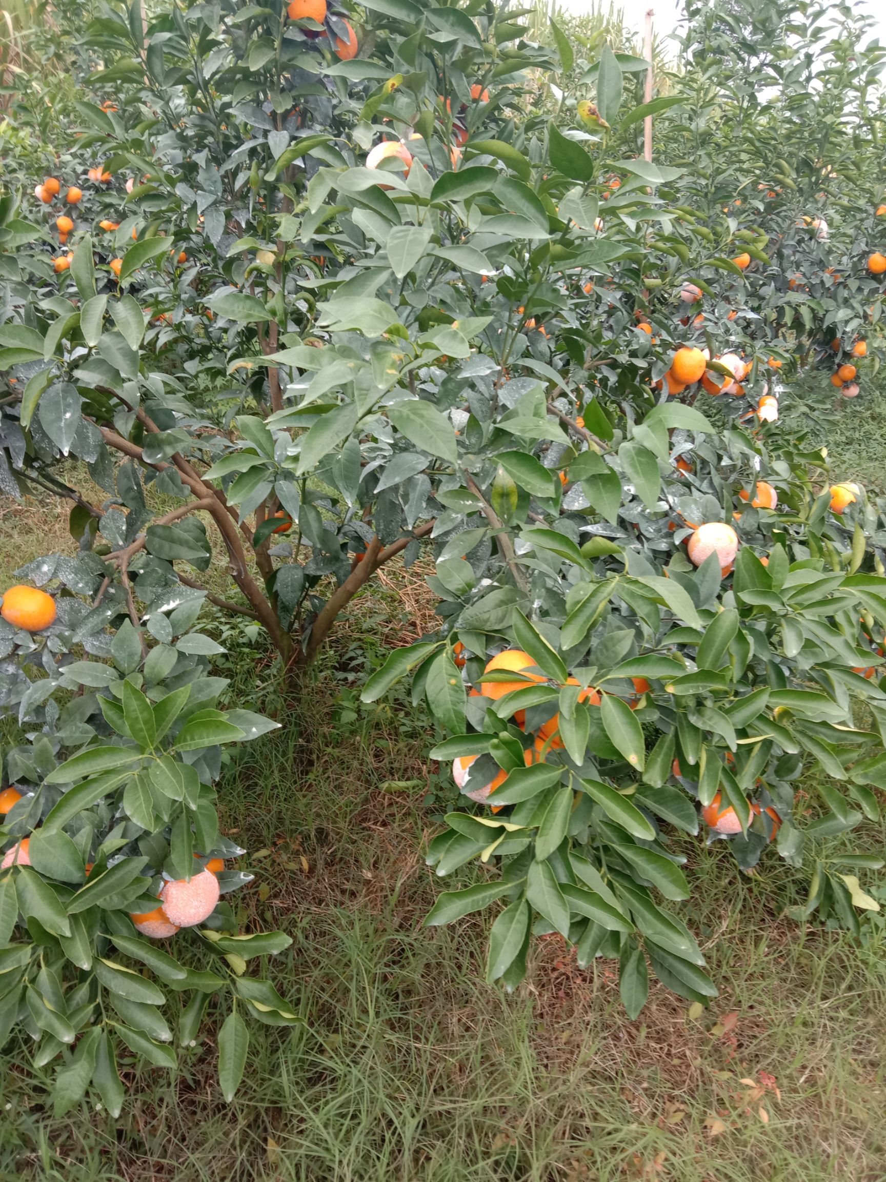 沃柑 地头通货 
