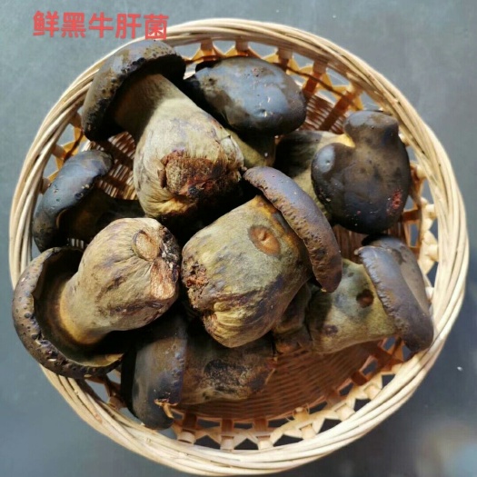 昆明黑牛肝菌 新鲜黑牛肝