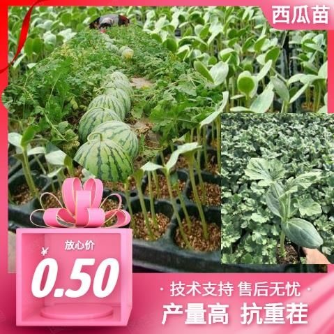 莘县美都西瓜苗  本苗场有现苗，圣女果苗子有机菜花苗，甘蓝苗，正在接单