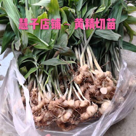 成都黄精种苗  黄精切苗 芽头好，茎杆壮，茎块大 成活率高