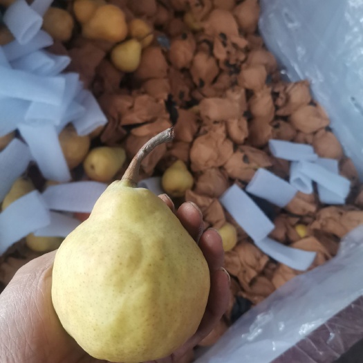龙口市丑梨，口感很好，需要联系我，货量充足。