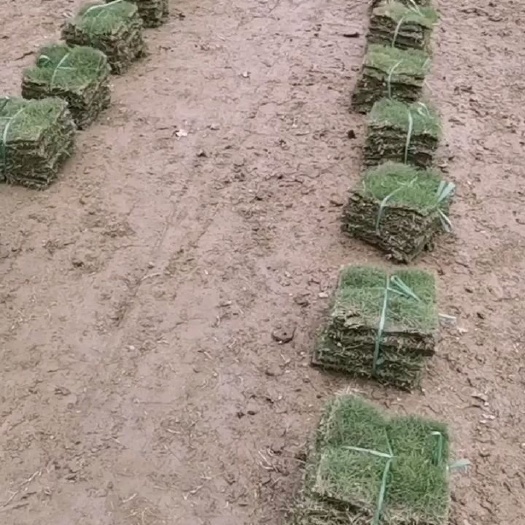 东莞市马尼拉草皮 基地直销马尼拉草大叶油草皮草坪