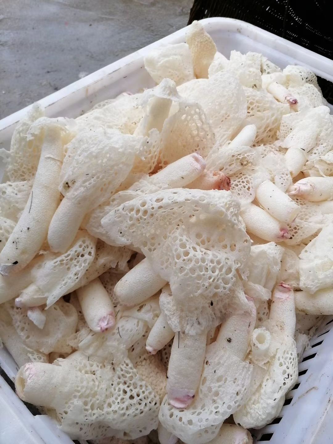红托竹荪清香型林下红托竹花富含鸟苷酸的互助上等食材