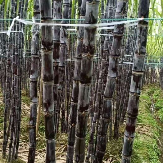 宾阳县红甘蔗 市场货 黑色
