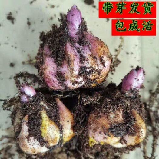 郯城县香水百合种球带芽百合花盆栽四季开花花卉植物室内花室外易活花种