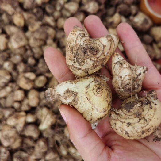 瑞丽市白及  白芨