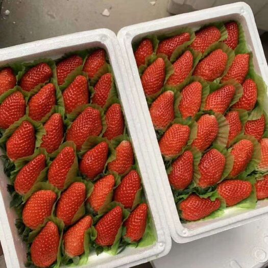 徐州奶油草莓 草莓