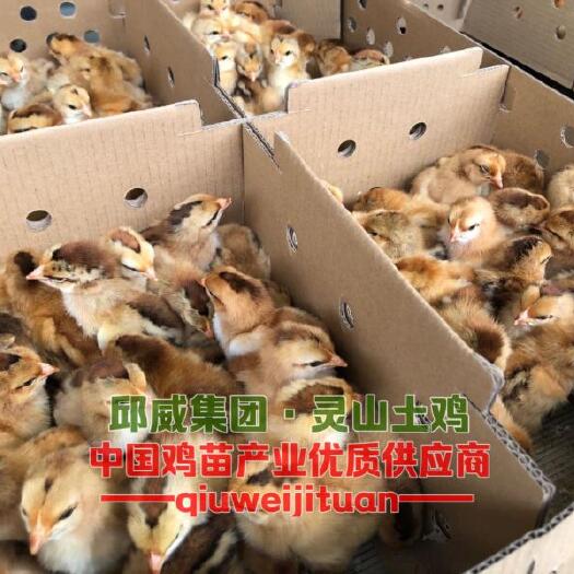 贵阳土鸡苗 灵山土鸡1.5 2.0包邮包路损