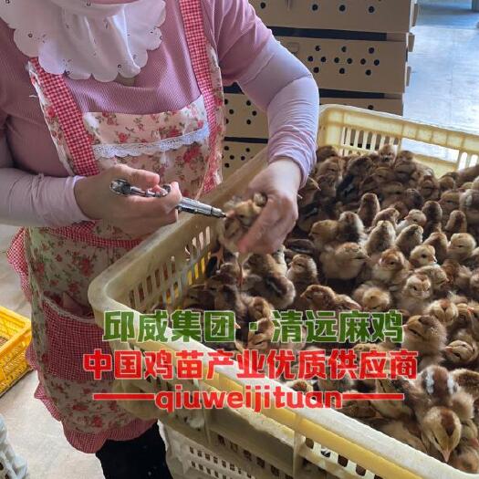 贵阳清远麻鸡苗 清远麻鸡1.5 2.0 包路费包路损