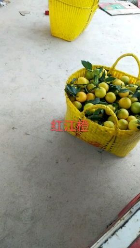 南宁 红江橙 65起 八成黄