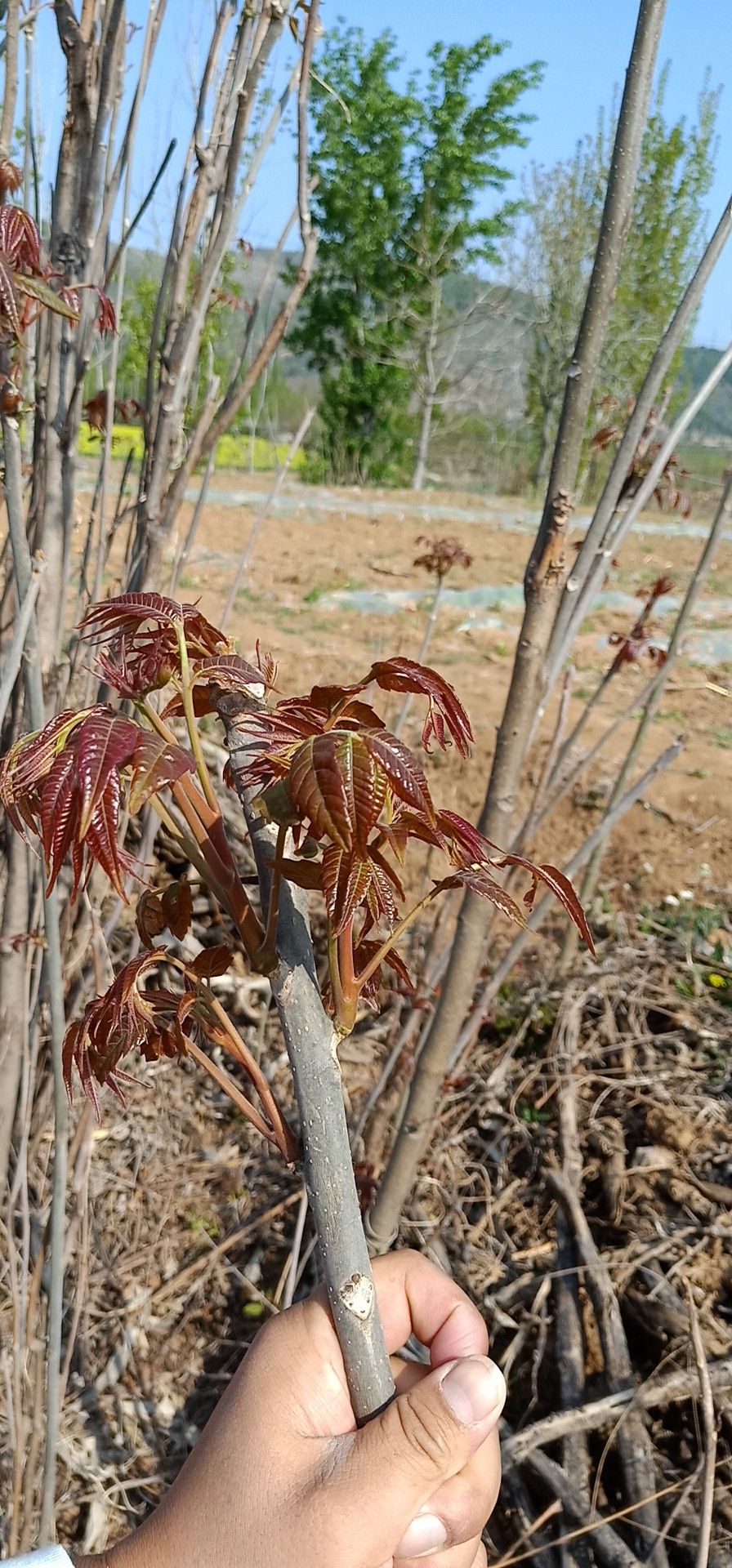 紅油香椿芽  大棚反季節(jié)香椿芽  露天香椿芽