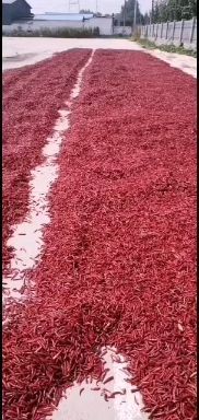 清丰县朝天椒 新一代九成半干，十吨，八号九成干，六吨，