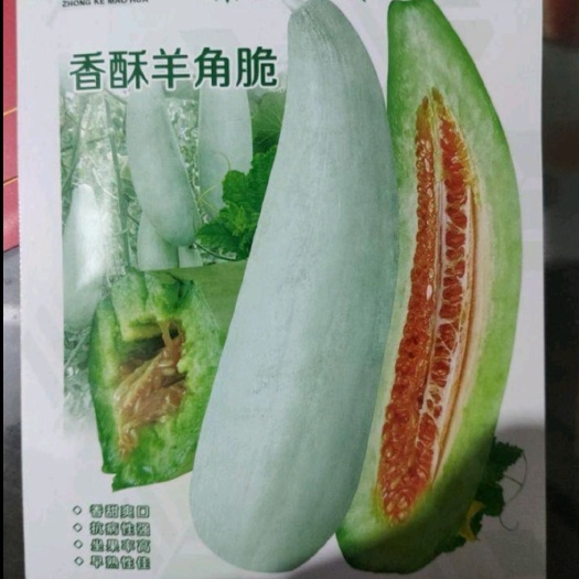 夏邑县羊角脆甜瓜种子  香酥羊角脆种子
