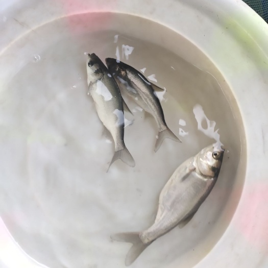 富顺县白鲢鱼苗 