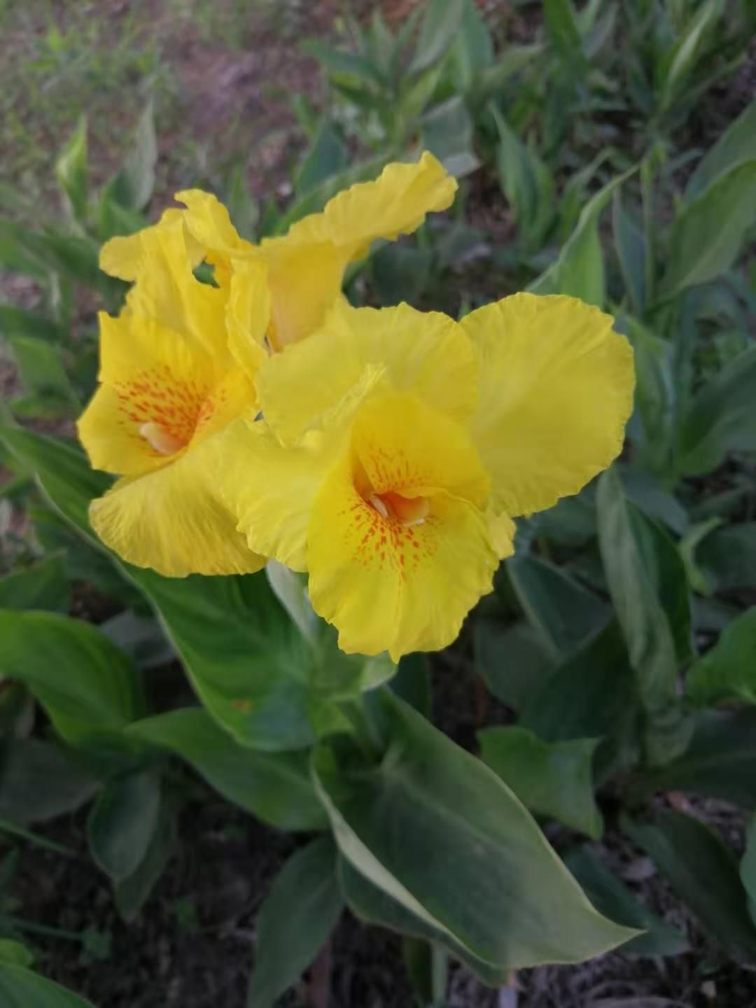 大花美人蕉  美人蕉种球四季开花盆栽庭院植物花苗多年生花卉好养根茎带芽发货