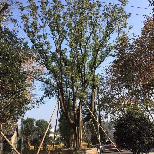 益阳 全冠香樟