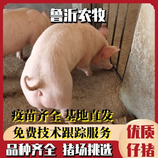 三元仔猪  四川仔猪价格，供应山东优质，猪苗，小猪 二元母猪