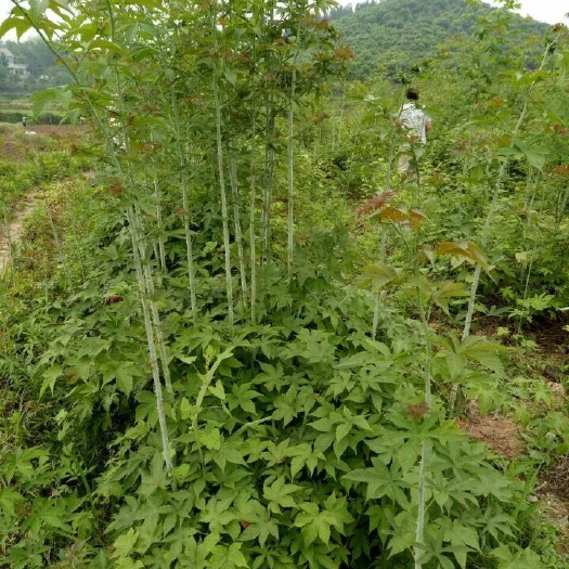 掌叶覆盆子苗  药材覆盆子苗掌叶覆盆子实心掌叶红树莓适应性强产量好价格高