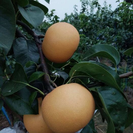 周口秋月梨树苗 嫁接苗 裸根苗 60公分以上 0.8公分以上 