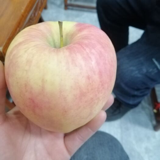 泰安明月苹果，明月苹果树苗  水蜜桃苹果苗