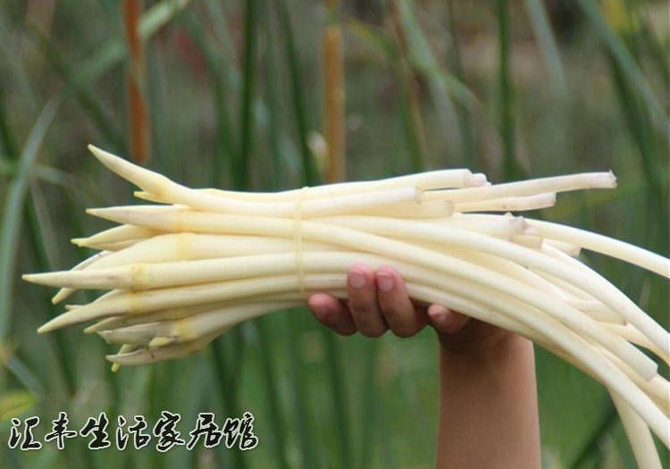 珍珠莲藕种  高产莲藕种苗，种子，专产莲藕条！包邮