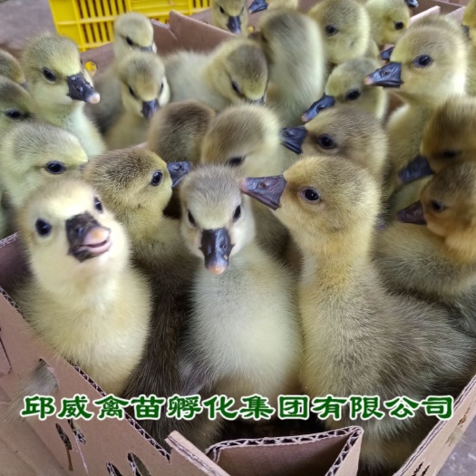 贵阳 朗德鹅苗