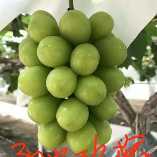 平度市晴王葡萄，阳光玫瑰葡萄苗