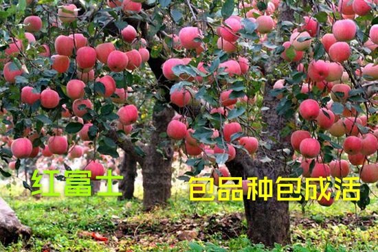 平邑县红富士苹果苗现挖现卖，产量高，南方北方种植 一手货源