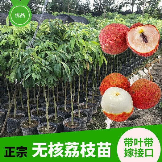 灵山县 嫁接荔枝树苗盆栽无核荔枝树桂味荔枝苗树南方种植当年结果荔