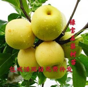 平邑县绿宝石梨苗  梨树苗，精品嫁接绿宝石梨树苗包品种死苗免费补发，全国保湿发货
