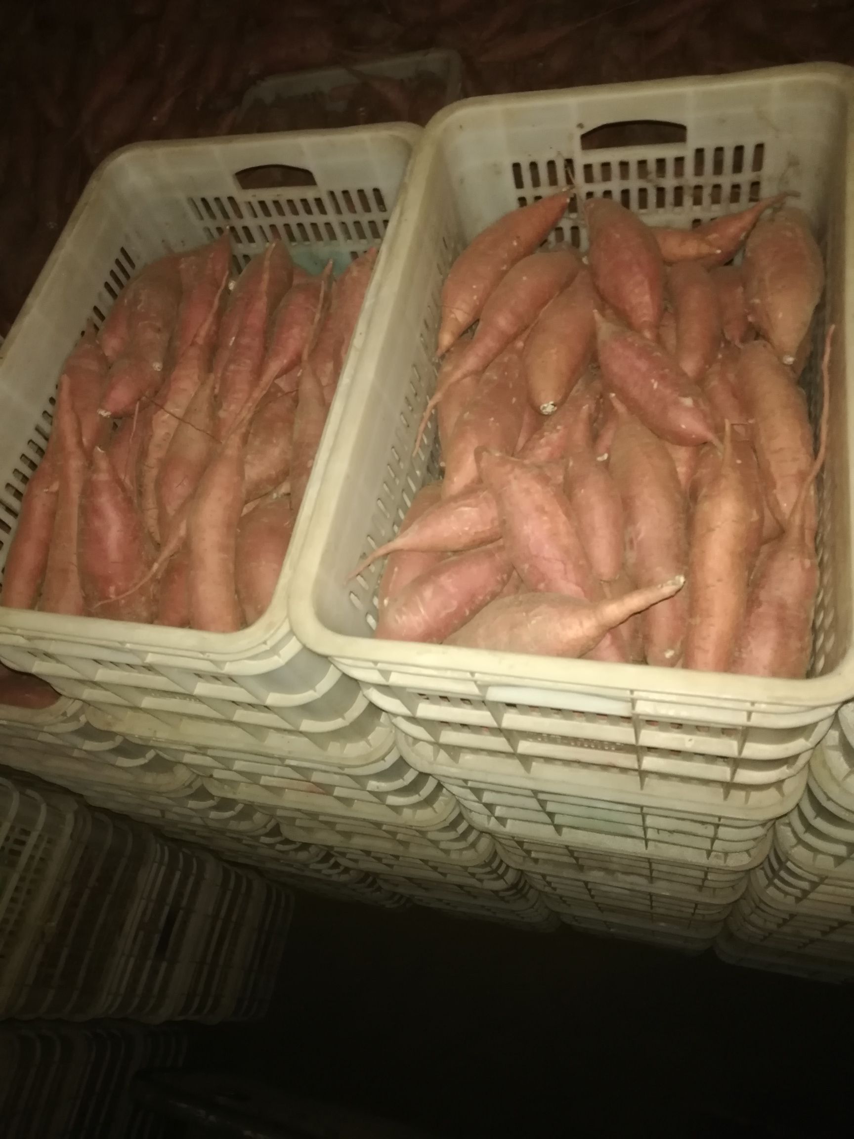 烟薯 大量出售 西瓜红大薯小薯都有