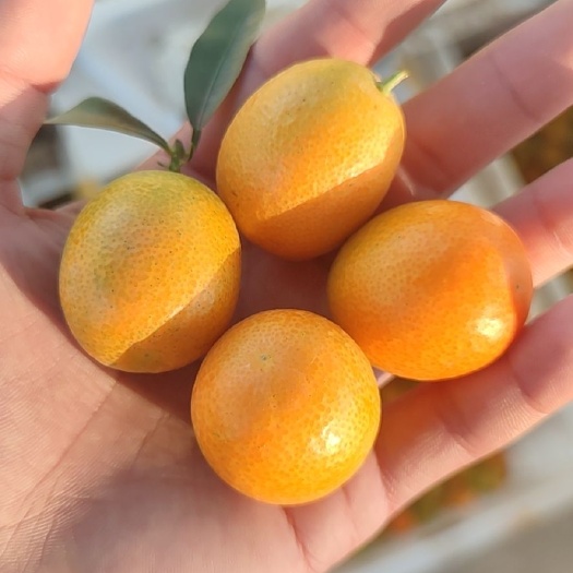 元谋县油皮金桔
