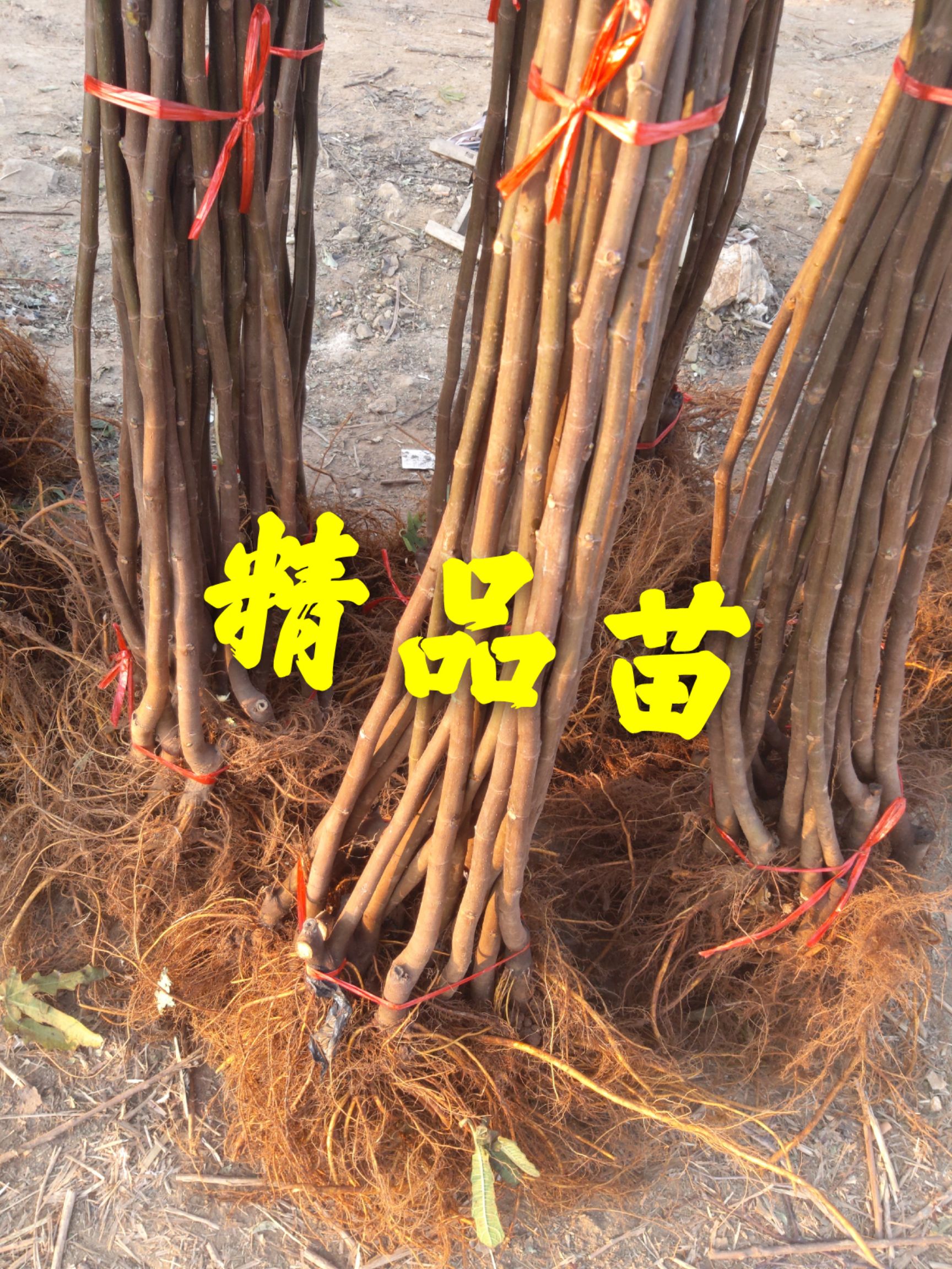 波姬红无花果苗  无花果苗 波姬红 布兰瑞克无花果苗 当年挂果苗 包品种 保质