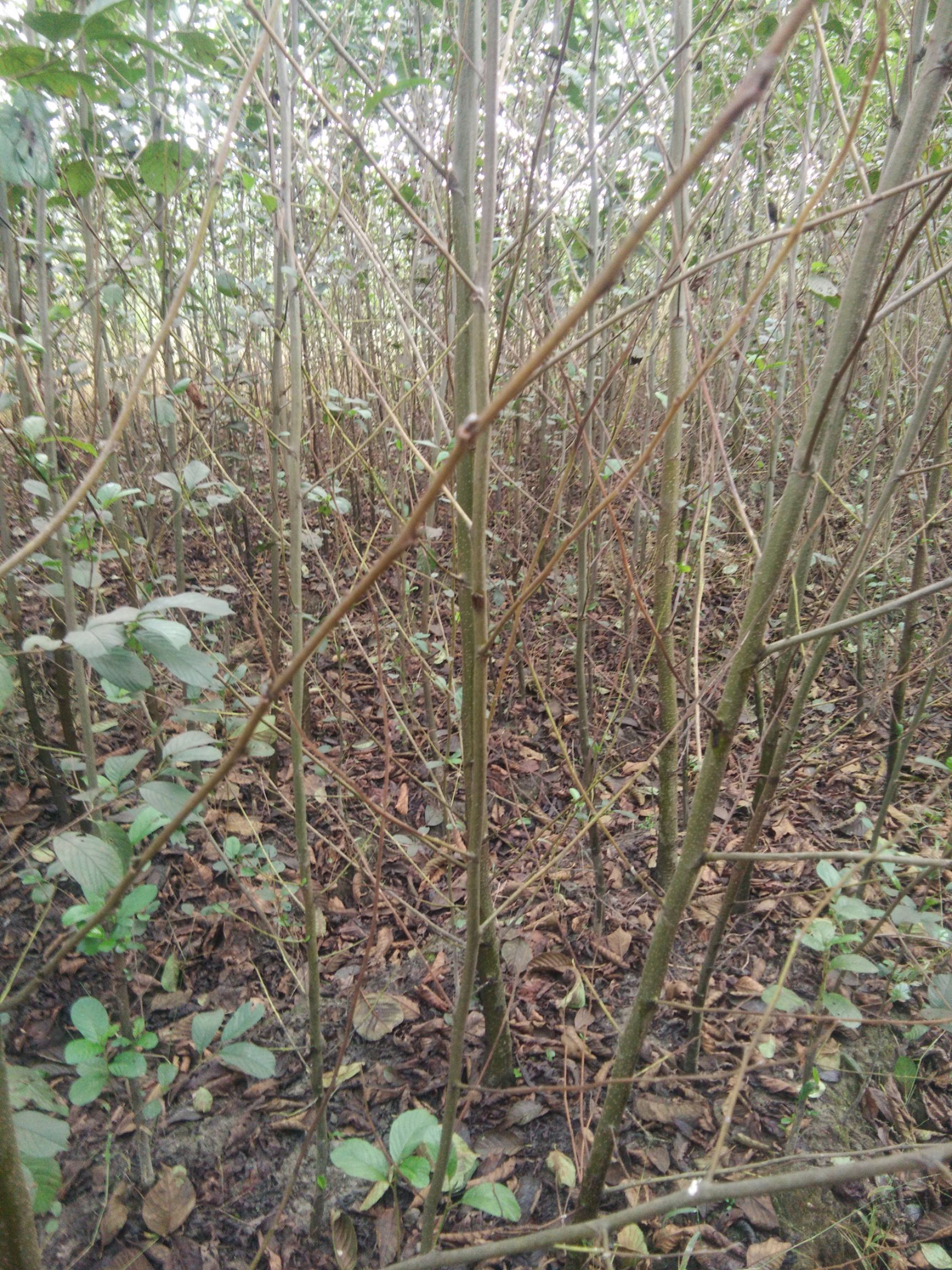 奉新县地径2至3公分江南桤木