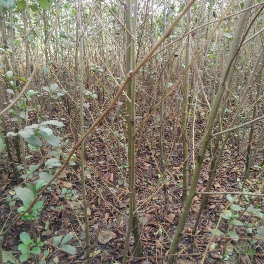 奉新县地径2至3公分江南桤木