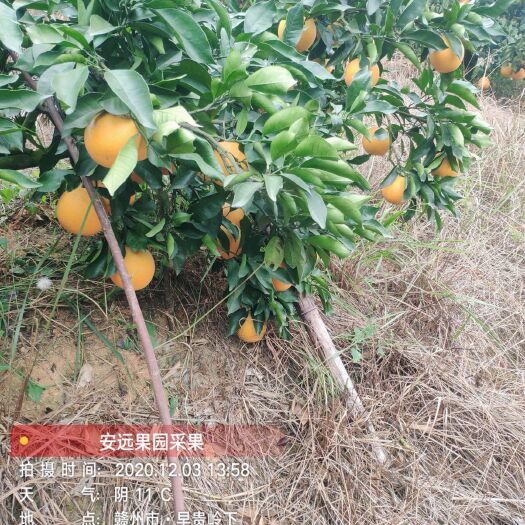 赣州正宗安远脐橙鲜果 口感好 可食率高达百分之八十五