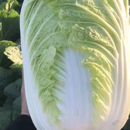 东台市东台夏阳（秋宝）白菜  优质大白菜，产地直供，菜形漂亮口感好